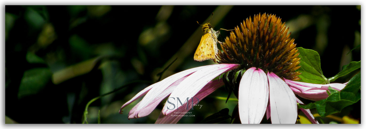 Coneflower Snack