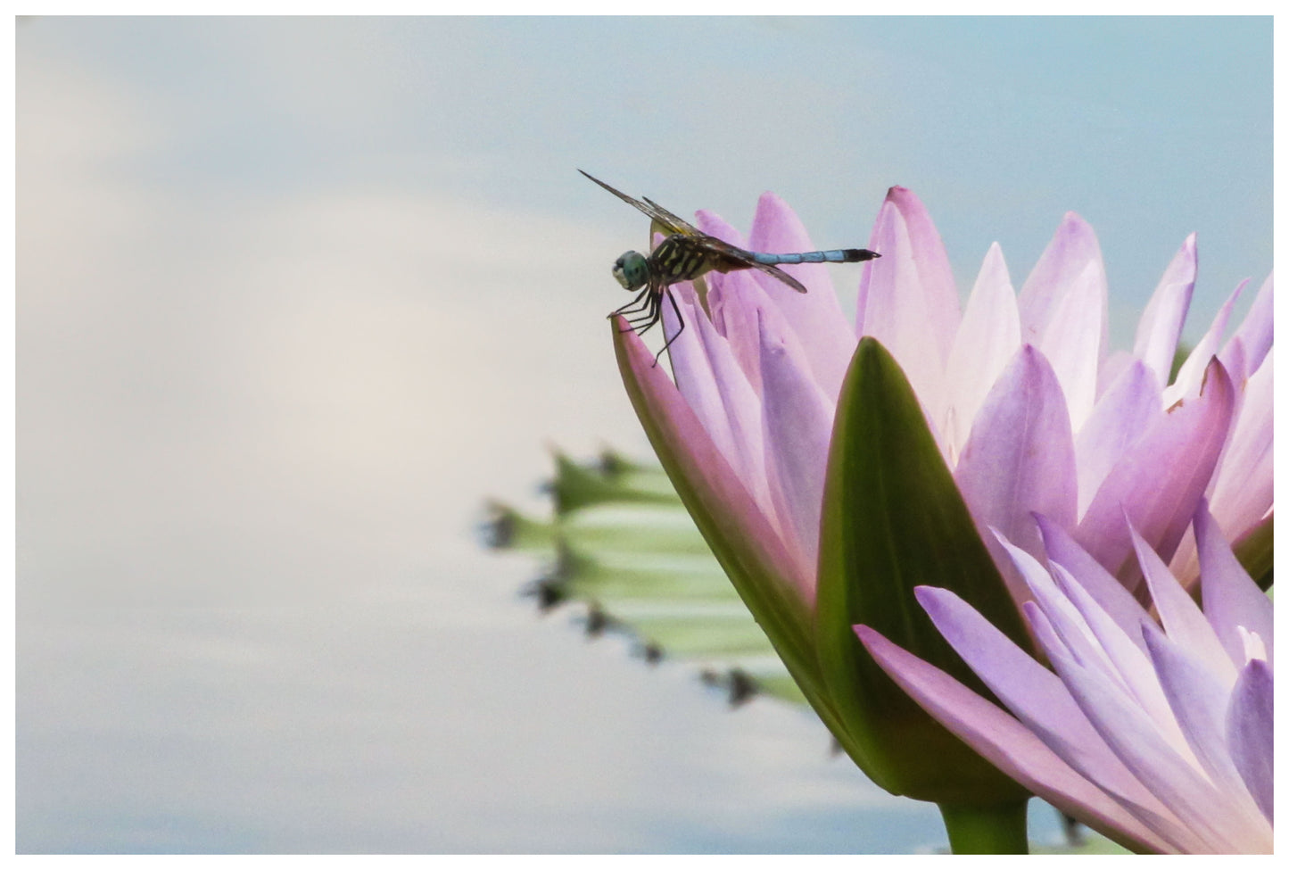 Cotton Candy Dragonfly