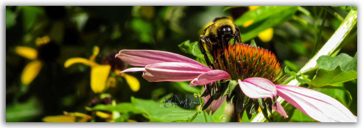 Lunchtime Bumble