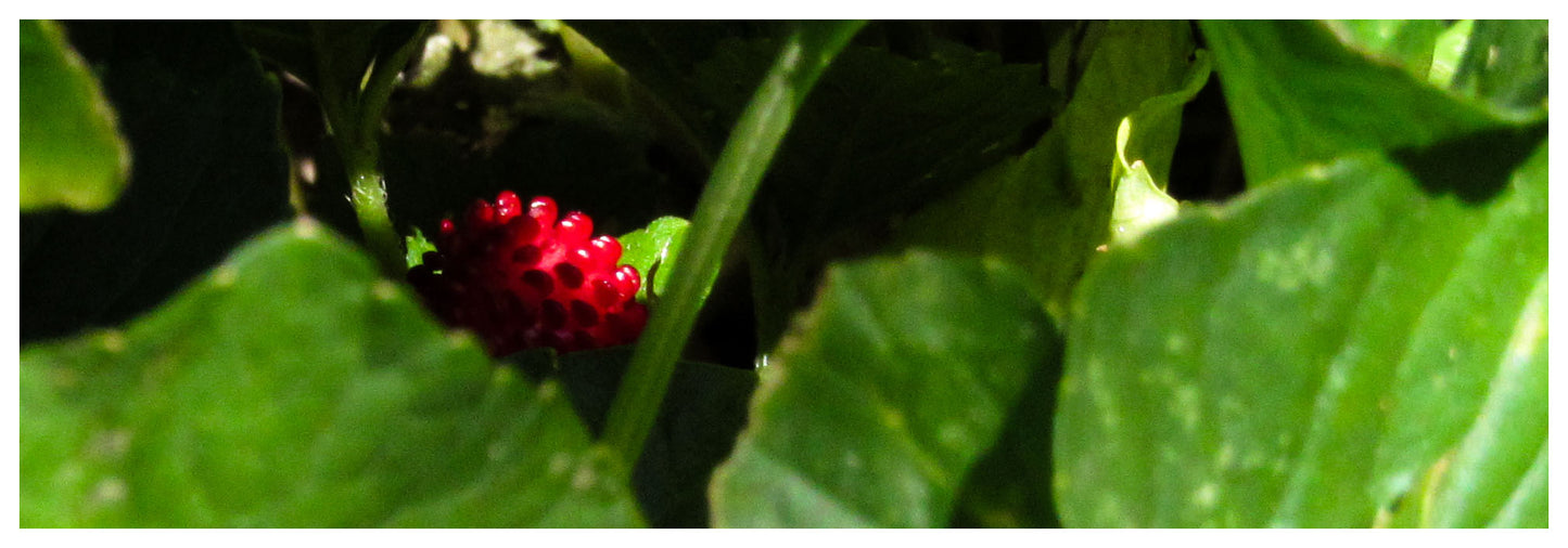 Strawberry Wilderness