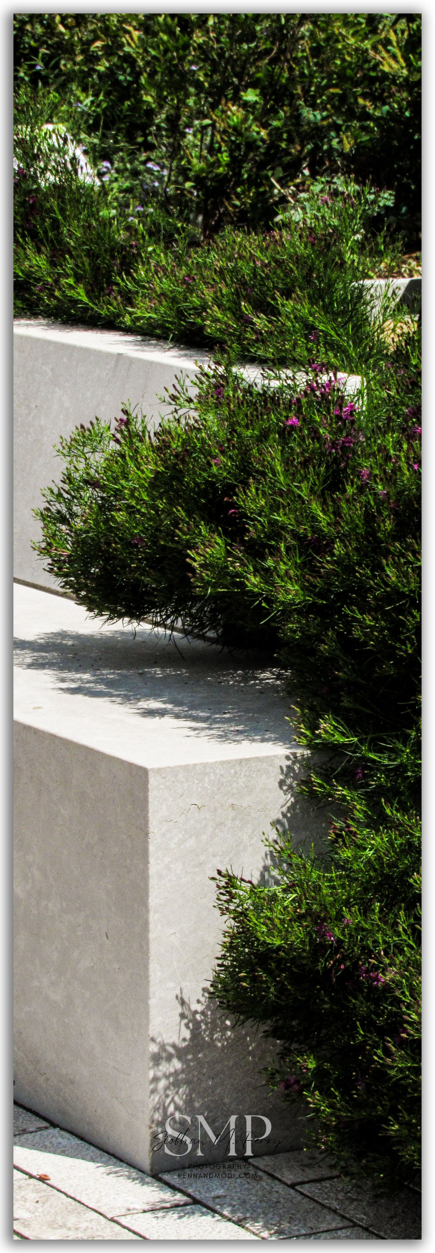 Violet Edges