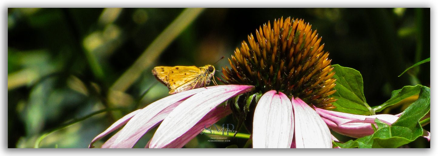 Woollybear Picnic
