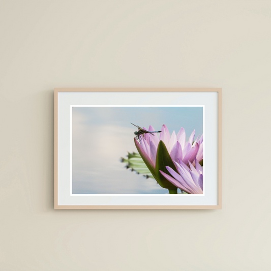 Cotton Candy Dragonfly