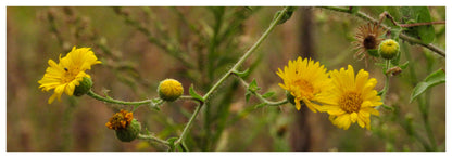 Golden Asters