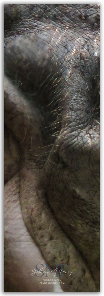 Hippo Hair