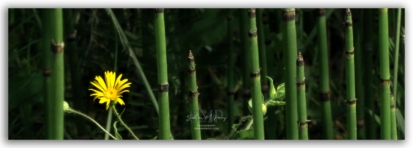 Horsetails and Sunshine