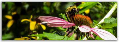 Lunchtime Bumble