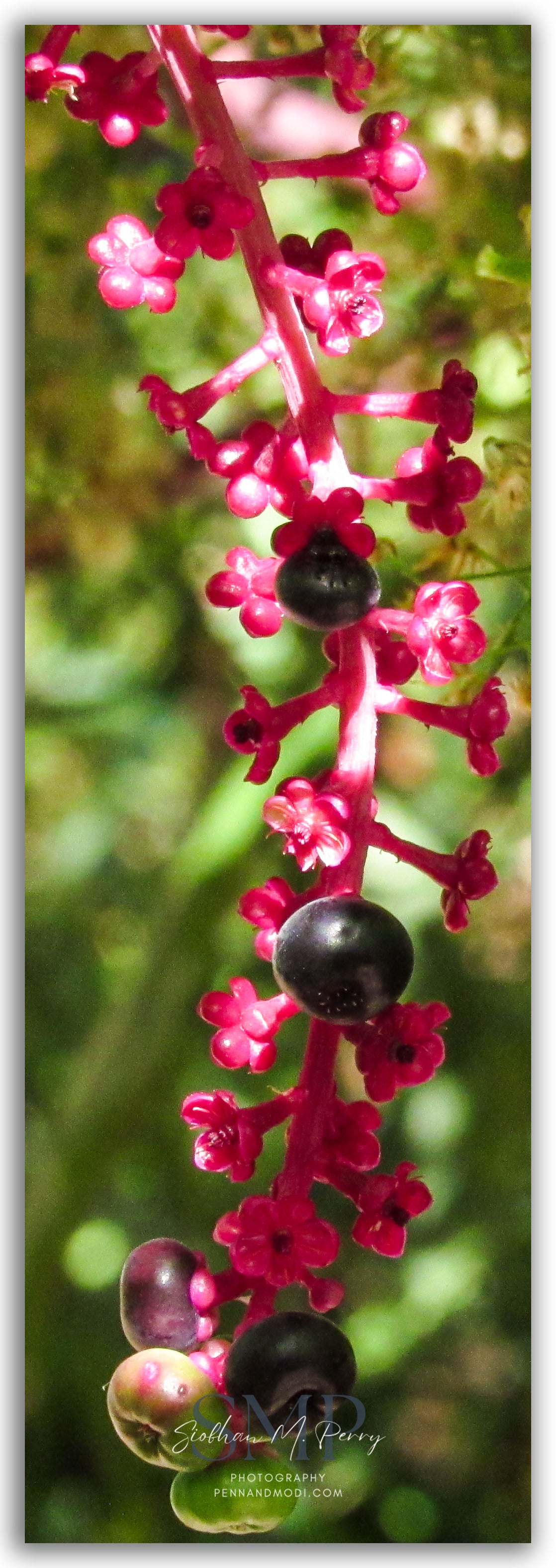 Pretty in Pokeweed