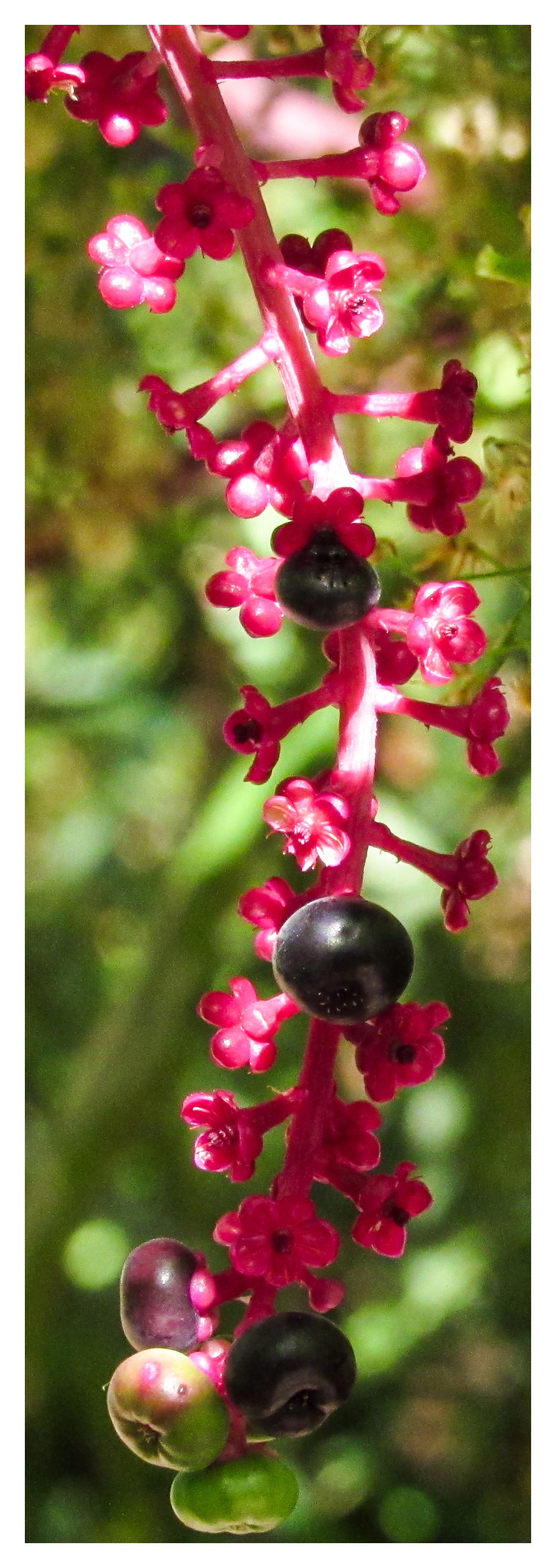 Pretty in Pokeweed