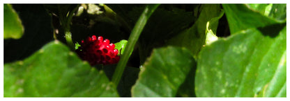 Strawberry Wilderness