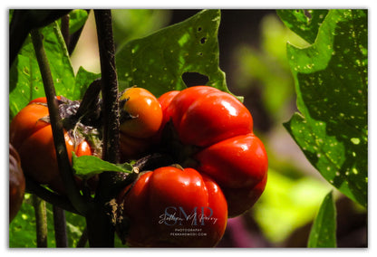 Summer Ripened