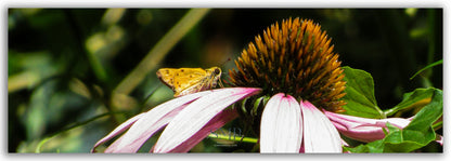 Woollybear Picnic